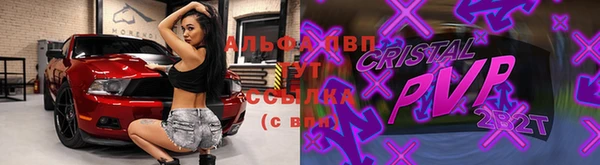 прущие грибы Каменногорск
