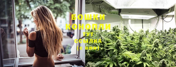 прущие грибы Каменногорск